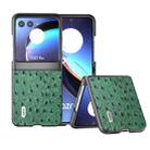 For Motorola Razr 40 Ultra ABEEL Genuine Leather Ostrich Texture Phone Case(Green) - 1