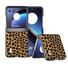 For Motorola Razr 40 Ultra ABEEL Black Edge Leopard Phone Case(Golden Leopard) - 1