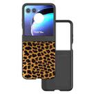 For Motorola Razr 50 ABEEL Black Edge Leopard Phone Case(Golden Leopard) - 1