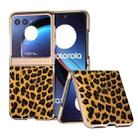 For Motorola Razr 40 Ultra Nano Plating Leopard Print Phone Case(Brown) - 1
