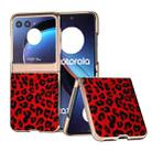 For Motorola Razr 40 Ultra Nano Plating Leopard Print Phone Case(Red) - 1