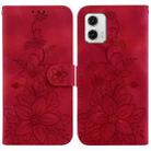 For Motorola Moto G73 Lily Embossed Leather Phone Case(Red) - 1