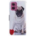 For Motorola Moto G55 Coloured Drawing Flip Leather Phone Case(Pug) - 3