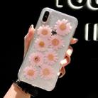 Daisy Pattern Real Dried Flowers Transparent Soft TPU Cover For iPhone XS Max(Pink) - 1