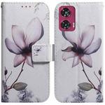 For Motorola Edge 50 Fusion Coloured Drawing Flip Leather Phone Case(Magnolia)