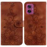 For Motorola Moto G55 Lily Embossed Leather Phone Case(Brown)