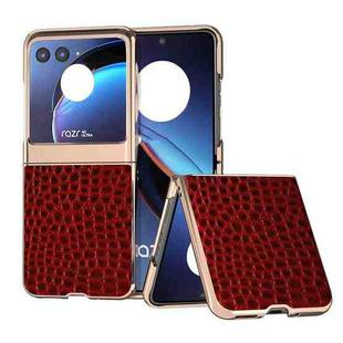 For Motorola Razr 40 Ultra Crocodile Texture Genuine Leather Nano Electroplating Phone Case(Red)