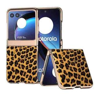For Motorola Razr 40 Ultra Nano Plating Leopard Print Phone Case(Brown)