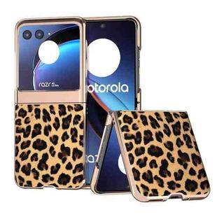 For Motorola Razr 40 Ultra Nano Plating Leopard Print Phone Case(Gold)