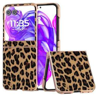 For Motorola Razr 50 Nano Plating Leopard Print Phone Case(Gold)