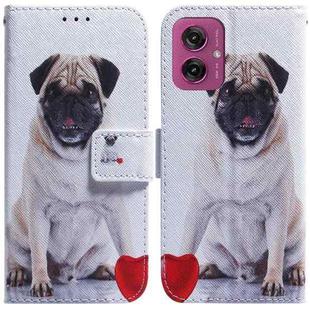 For Motorola Moto G55 Coloured Drawing Flip Leather Phone Case(Pug)