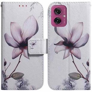 For Motorola Moto G55 Coloured Drawing Flip Leather Phone Case(Magnolia)